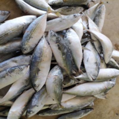 resources of Frozen Indian Mackerel exporters