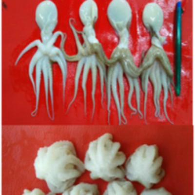 resources of Frozen Clean Octopus Baby exporters