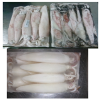 resources of Frozen Whole Squid exporters