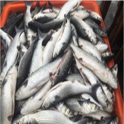 resources of Gray Mullet exporters