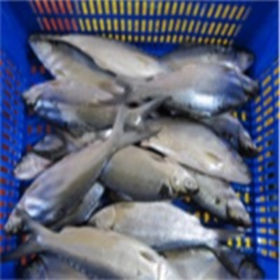 resources of Milk Fish exporters