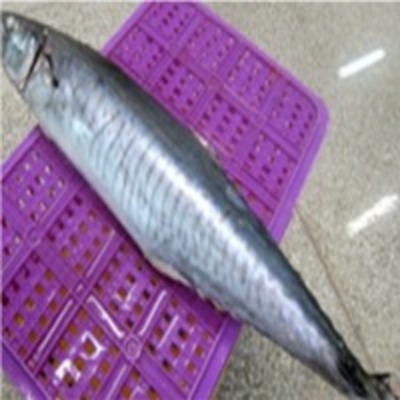 resources of Spanish Mackerel exporters