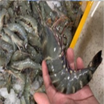 resources of Raw &amp; Cooked Prawn exporters