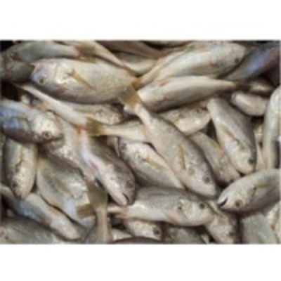 resources of Croaker Fish exporters