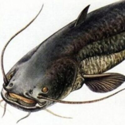 resources of Live Catfish exporters