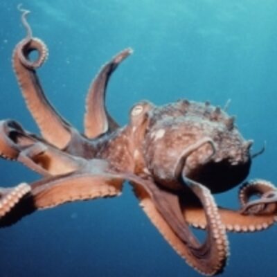 resources of Octopus exporters