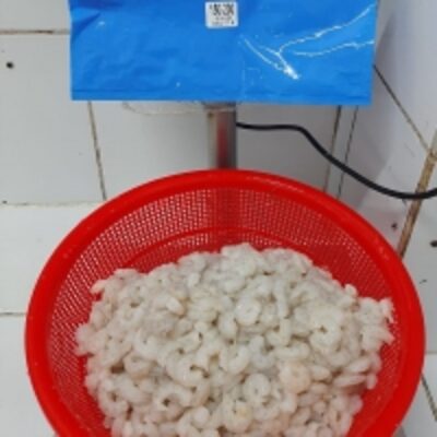 resources of Titi Shrimp (Protrachypene Precipua) exporters