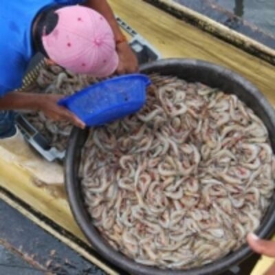 resources of Titi Shrimps From Ecuador exporters