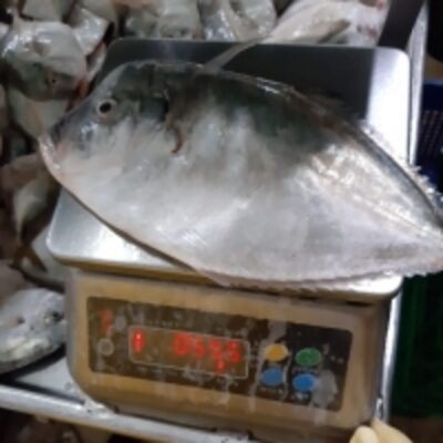 resources of Pacific Moonfish (Selene Peruviana) exporters