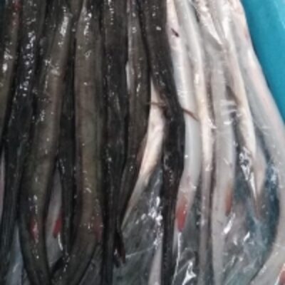 resources of Cornetfish (Fistularia Corneta) exporters