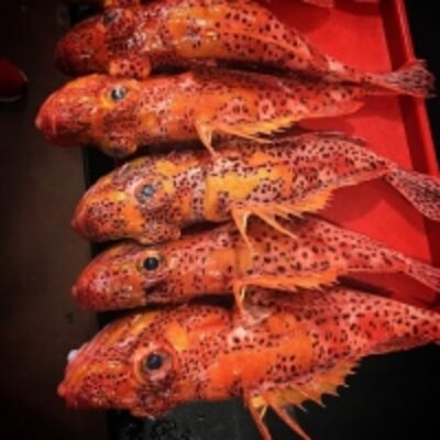 resources of Scorpion Rockfish (Pontius Strigatus) exporters