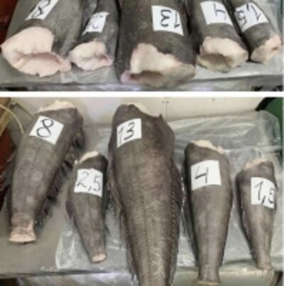 resources of Patagonian Toothfish (Dissostichus Mawsonni) exporters
