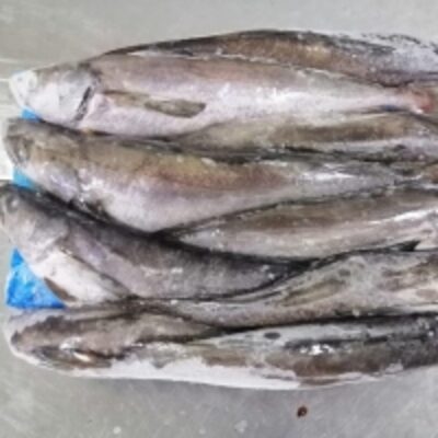 resources of South Pacific Hake (Merluccius Gayi) exporters