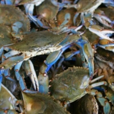 resources of Blue Swimming Crab (Callinectes Sapidus) exporters