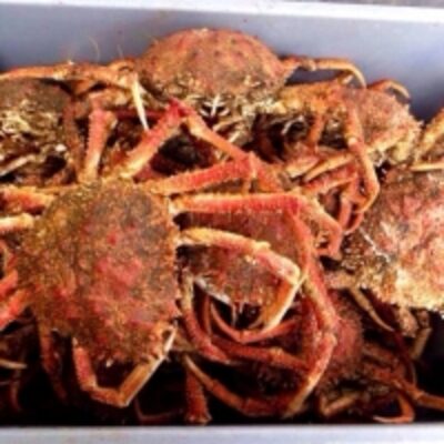 resources of Ecuadorian King Crab (Maiopsis Panamensis) exporters