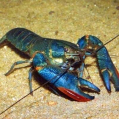 resources of Australian Red Claw Crayfish exporters