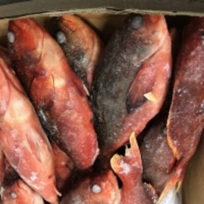 resources of Creolefish (Paranthias Furcifer) exporters