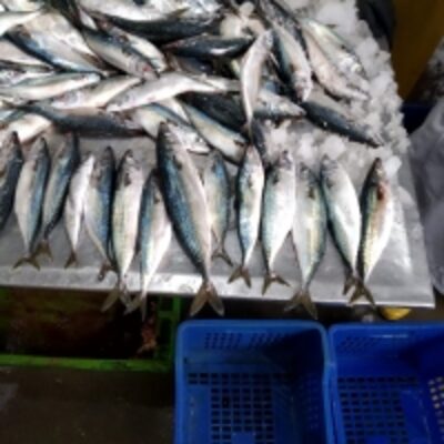 resources of Pacific Mackerel (Scomber Japonicus) exporters