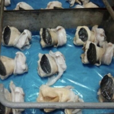 resources of Pacific Crown Conch (Melongena Patula) exporters