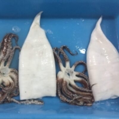 resources of Baby Giant Squid (Dosidicus Gigas) exporters