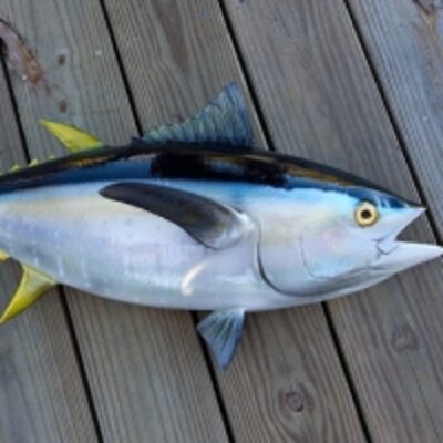 resources of Yellowfin Tuna ( Thunnus Albacares) exporters