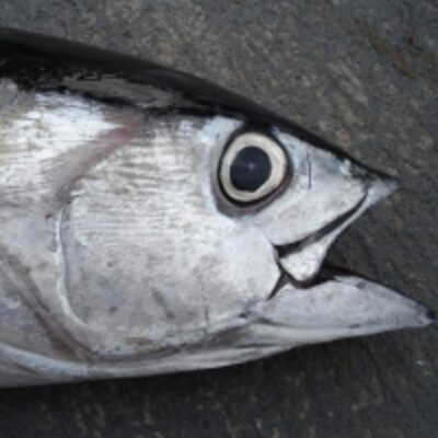 resources of Big Eye Tuna (Thunnus Obesus ) exporters