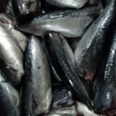 resources of Bullet Tuna (Auxis Thazard) exporters