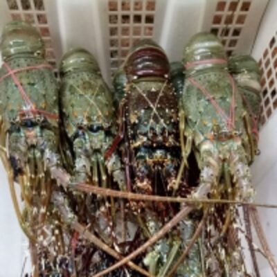resources of Lobster exporters