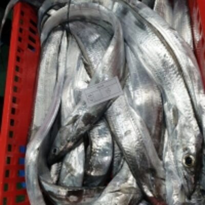 resources of Ribbon Fish exporters