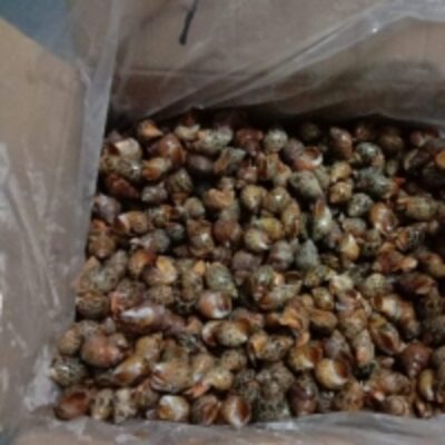 resources of Tiger Snail exporters