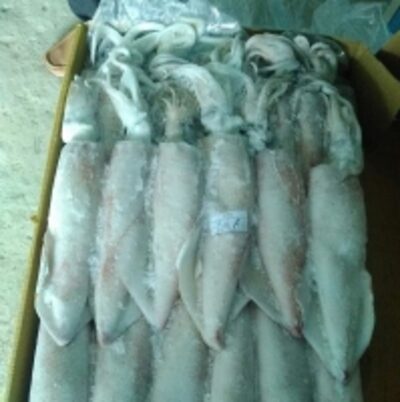 resources of Loligo Squid exporters