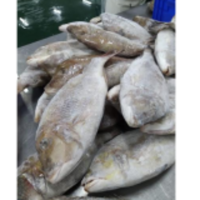 resources of Frozen Fish exporters