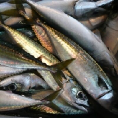 resources of Mackerel Fish exporters