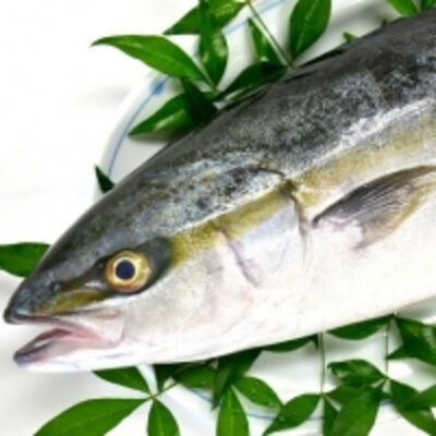 resources of Yellowtail Fish exporters