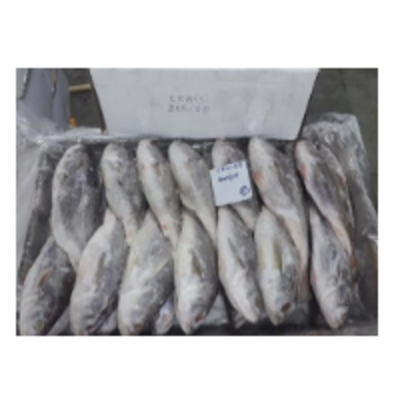 resources of Silver Croaker Fish exporters