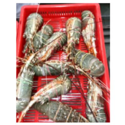 resources of Raw Lobster Green exporters