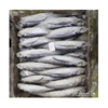 Horse Mackerel Fish Exporters, Wholesaler & Manufacturer | Globaltradeplaza.com