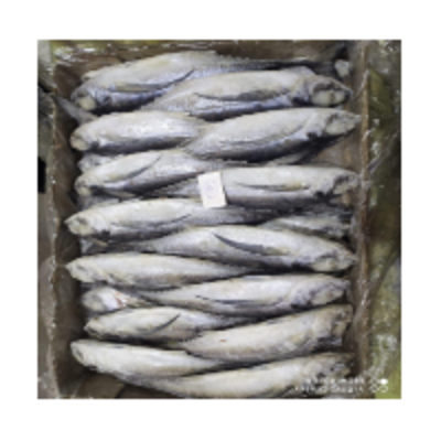 resources of Horse Mackerel Fish exporters