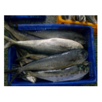 resources of Mahi Mahi Whole Fish exporters
