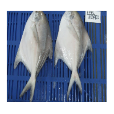 resources of Silver / White Pomfret exporters
