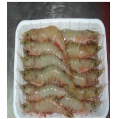 resources of Head-On White Shrimps exporters