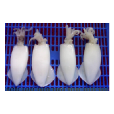 resources of Squid Whole Clean exporters