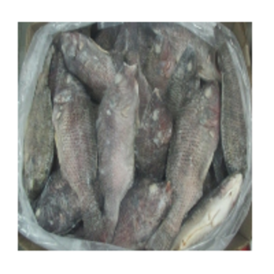 resources of Tilapia Whole exporters