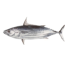 Skipjack Tuna Fish Exporters, Wholesaler & Manufacturer | Globaltradeplaza.com