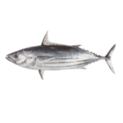 resources of Skipjack Tuna Fish exporters