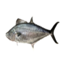 Surmai Fish Exporters, Wholesaler & Manufacturer | Globaltradeplaza.com