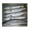 Barracuda Fish Exporters, Wholesaler & Manufacturer | Globaltradeplaza.com