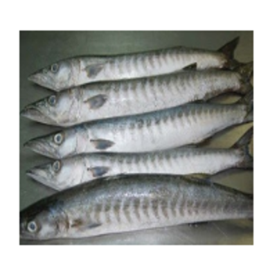 resources of Barracuda Fish exporters