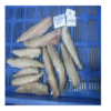 Bombay Duck Fish Exporters, Wholesaler & Manufacturer | Globaltradeplaza.com