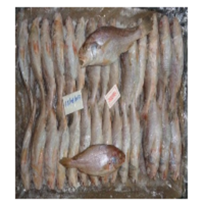 resources of Yellow Croaker Fish exporters